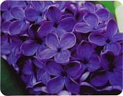 Buro <BU-M20049> (коврик для мыши, 230x180x2мм)